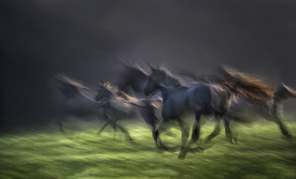 Wild Horses Running by Milan Malovrh — canvas wall art