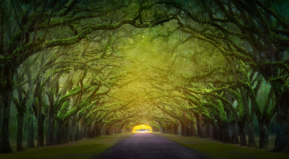 Mossy Tree Tunnel Road by Catherine Wang — canvas wall art
