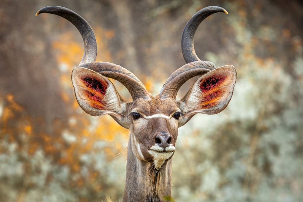 Majestic Kudu Portrait by Jeffrey C. Sink — canvas wall art