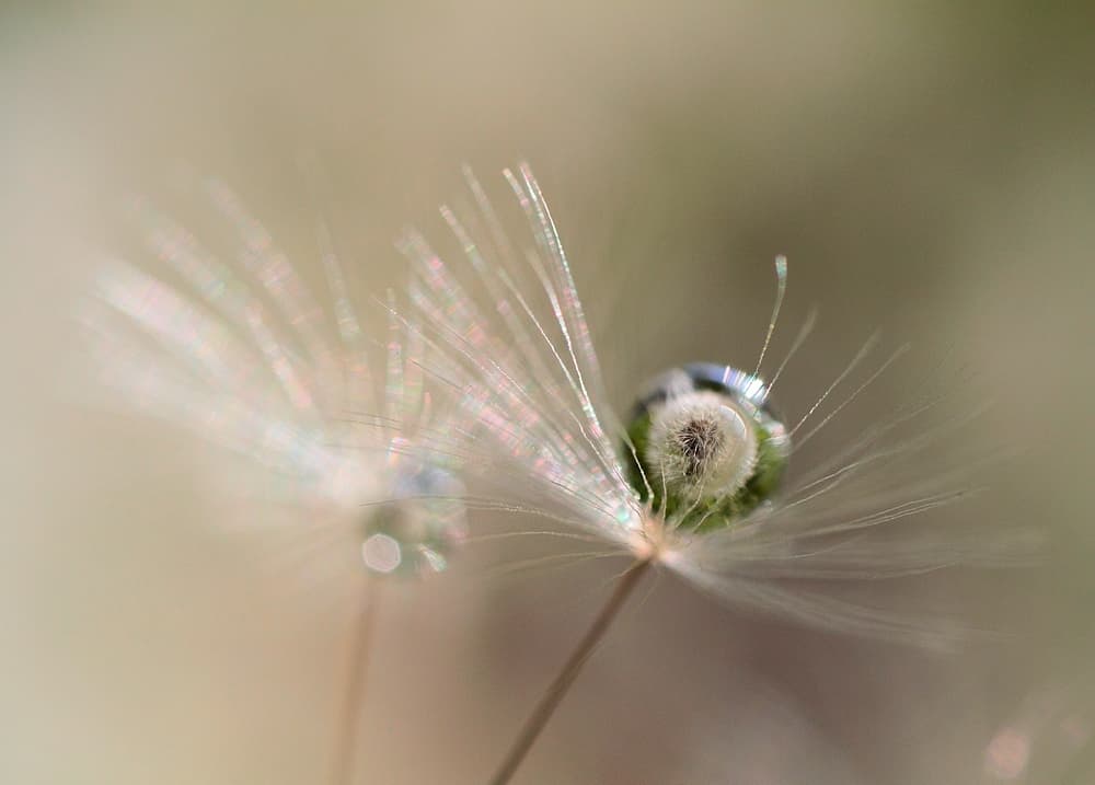 Dandelion Dew Drop