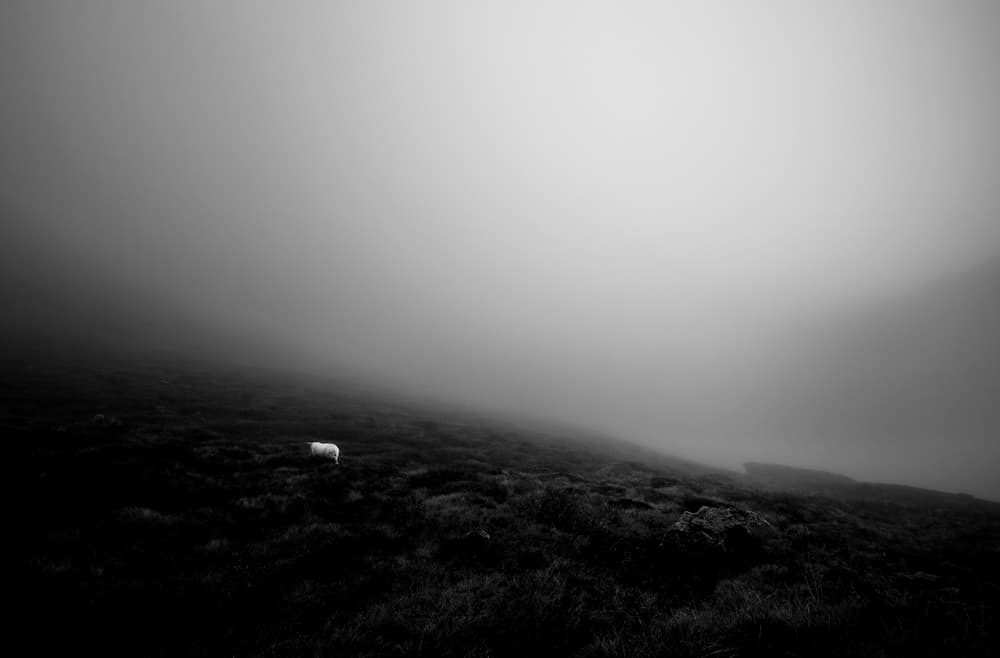 Solitary Sheep In Mist by John Colbensen — canvas wall art