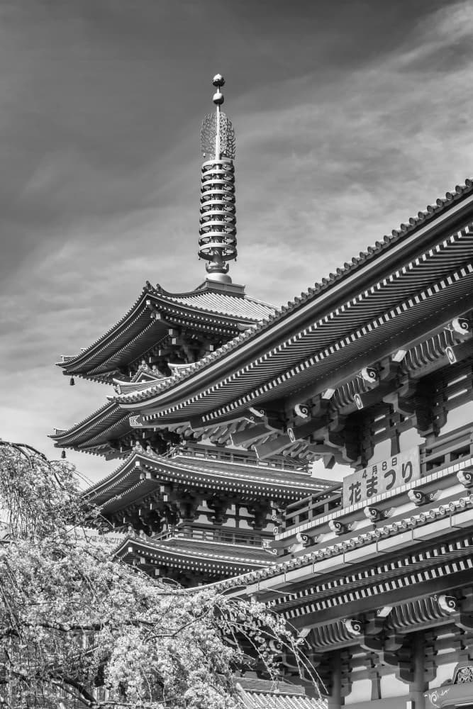 Japanese Pagoda Blossoms by Melanie Viola — canvas wall art