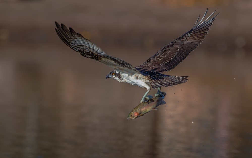 Osprey With Catch by Johnson Huang — canvas wall art