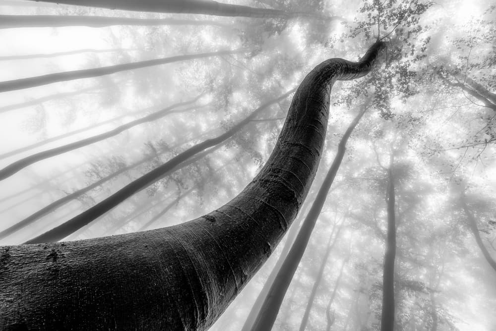 Curved Tree Foggy Forest by Tom Pavlasek — canvas wall art