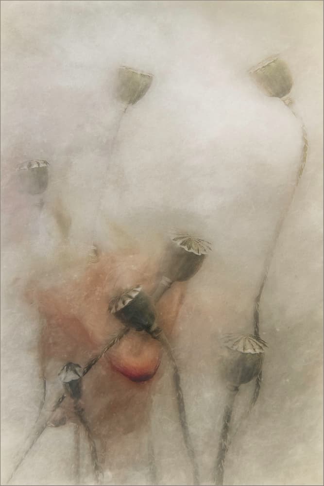 Soft Poppy Dreams by Gilbert Claes — canvas wall art