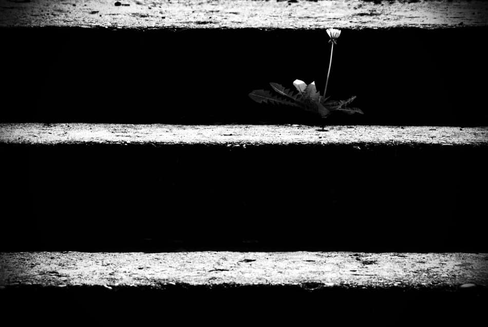 Dandelion Concrete Growth by Codrin Lupei — canvas wall art