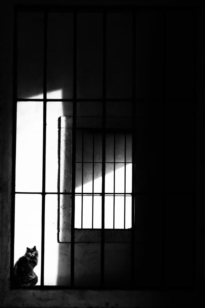 Solitary Cat Window Light by Massimo Della Latta — canvas wall art