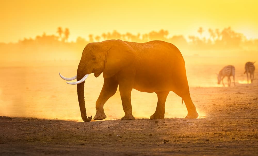 African Elephant Sunset by Jeffrey C. Sink — canvas wall art