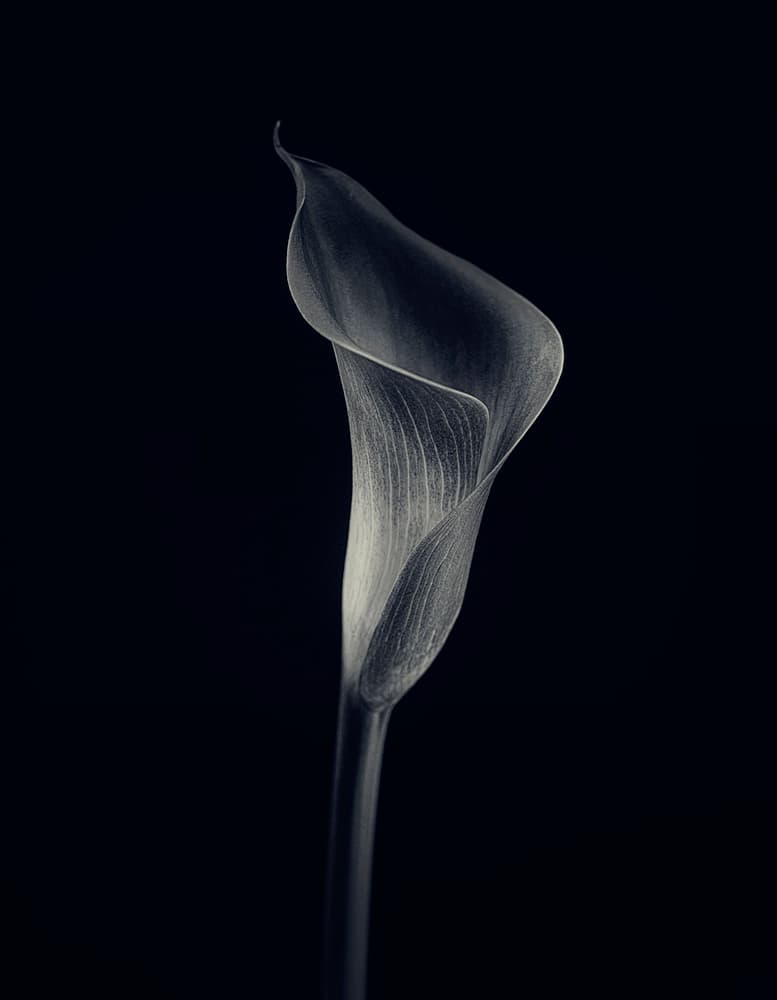 Elegant Calla Lily by Lotte Grønkjær — canvas wall art