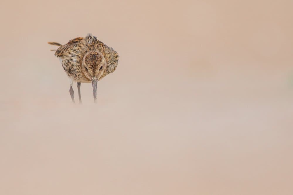 Peaceful Sand Bird by Yordan Vasilev — canvas wall art