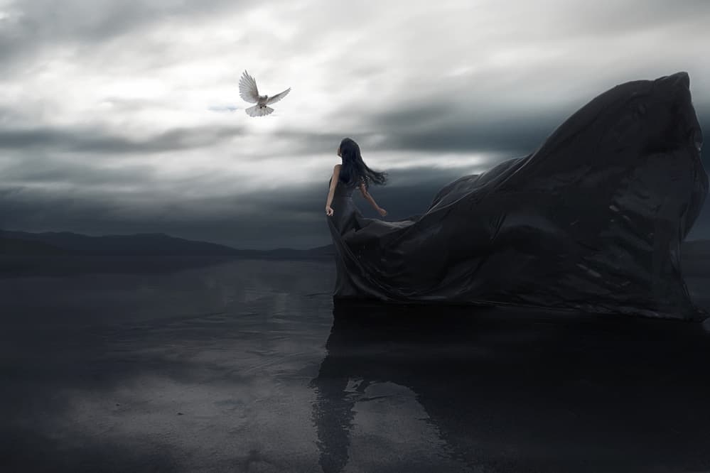 Dark Waters White Dove by Terry F — canvas wall art