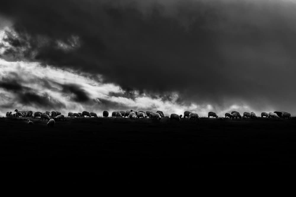 Sheep Under Dark Skies by Croitoriu Flavius — canvas wall art