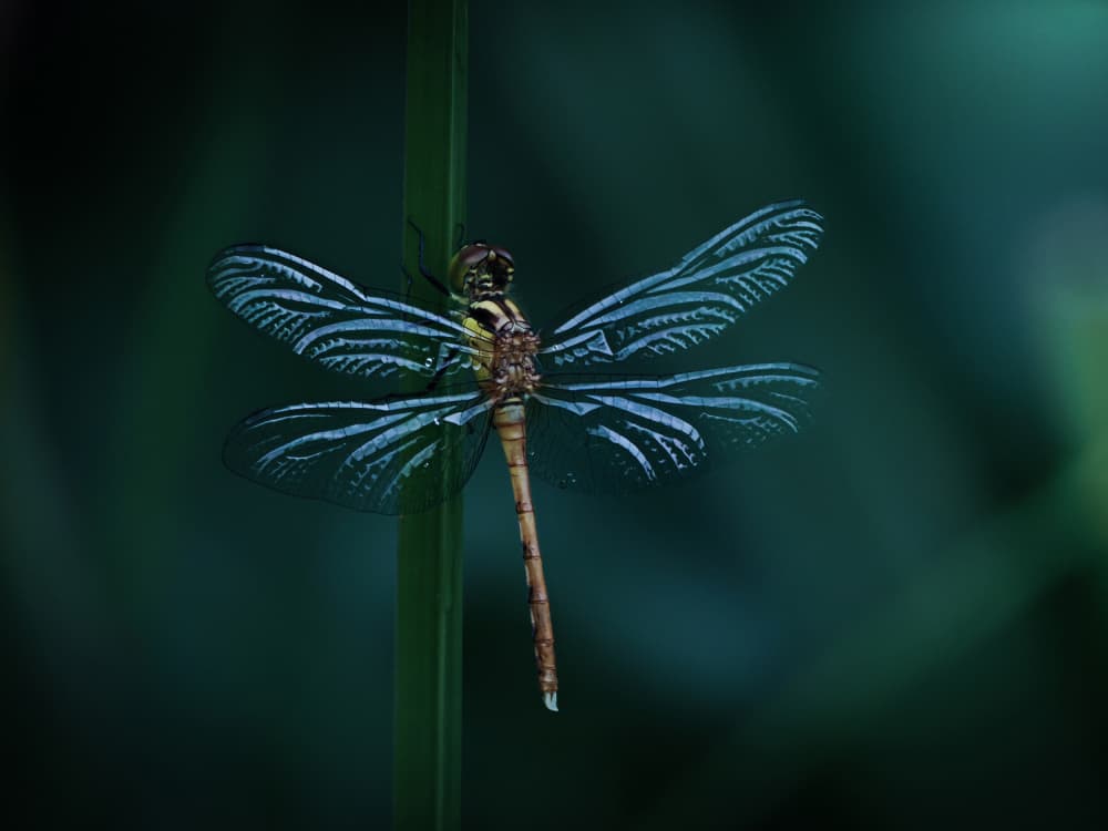 Delicate Dragonfly On Stem by Takafumi Yamashita — canvas wall art