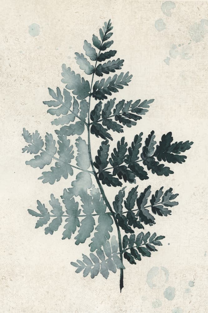 Tranquil Fern Frond by Rosana Laiz Blursbyai — canvas wall art