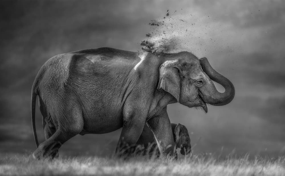 Joyful Elephant Dusting by Jayanta Guha — canvas wall art