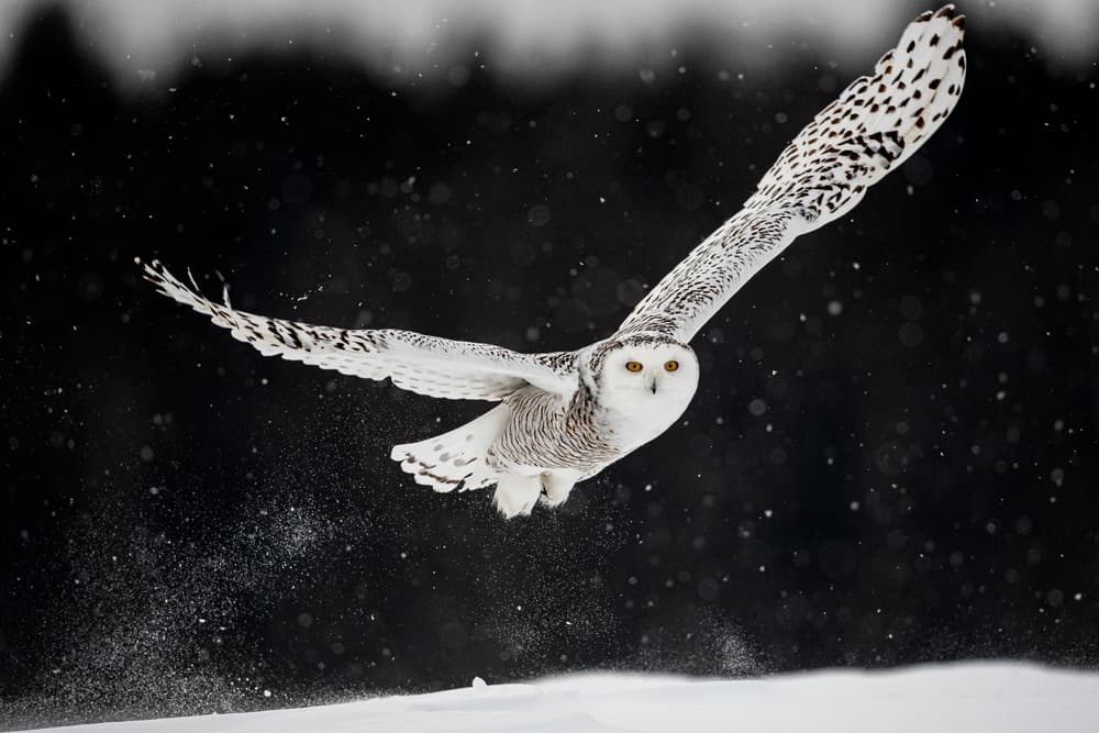 Snowy Owl In Flight by Massimo Felici — canvas wall art