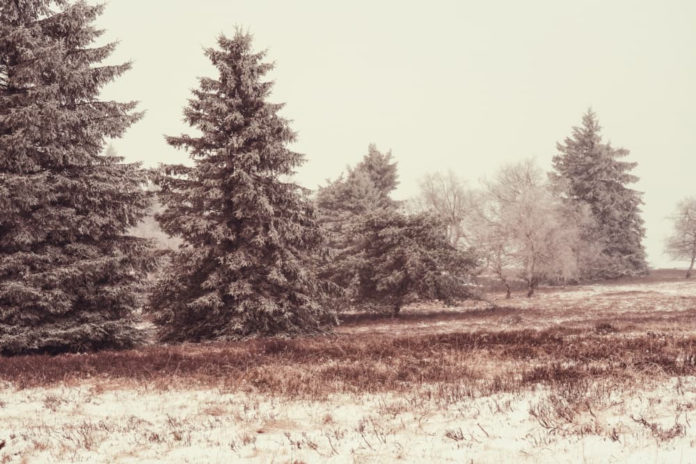 Misty Winter Landscape by Bilge Paksoylu — canvas wall art