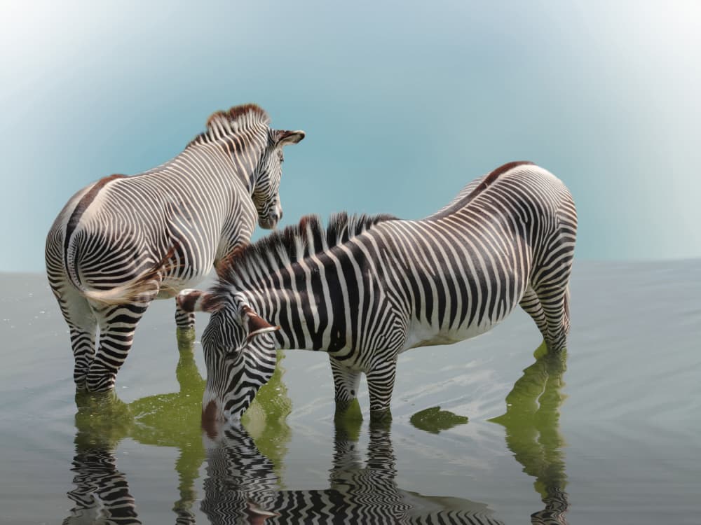 Grevy Zebras Drinking by Anna Cseresnjes — canvas wall art