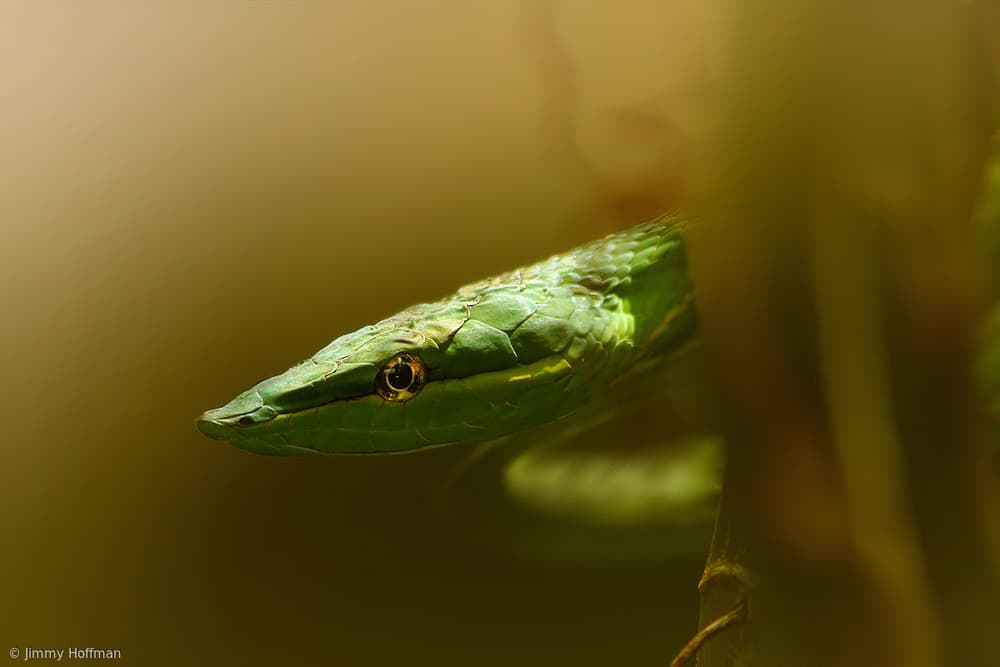 Watchful Green Snake by Jimmy Hoffman — canvas wall art
