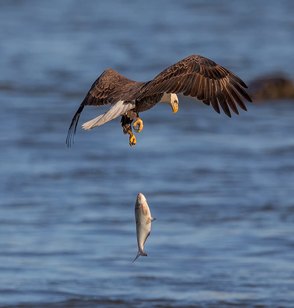 Bald Eagle Hunting Fish by David Hua — canvas wall art
