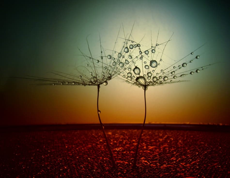 Dandelion Dewdrops Sunset by Dimitar Lazarov - Dim — canvas wall art