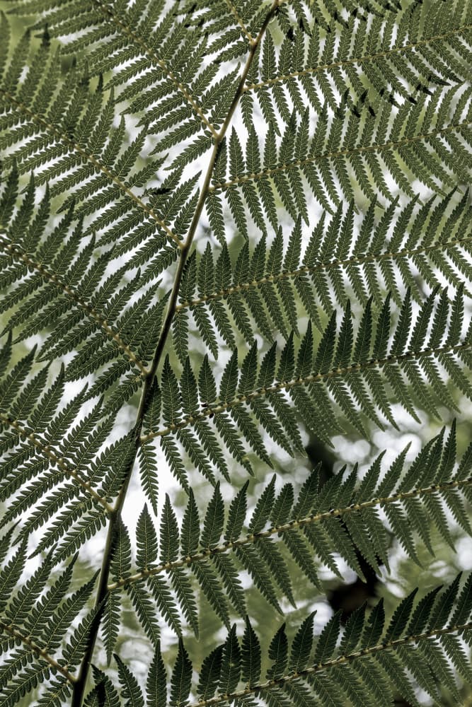 Lush Green Fern by Mareike Böhmer — canvas wall art