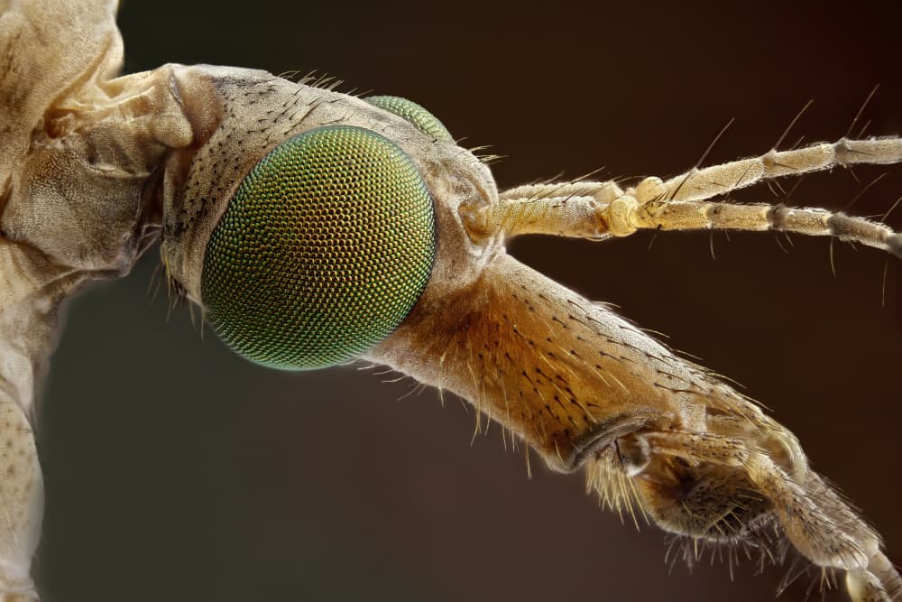 Green Compound Eyes by Carles Just — canvas wall art