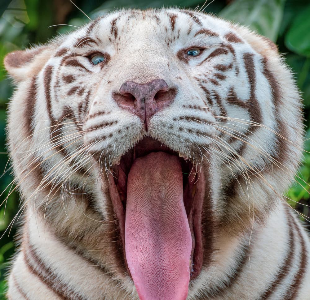 Yawning White Tiger by Joseph Ng — canvas wall art