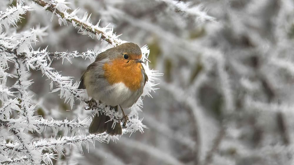 Frosted Winter Robin by alberti Patrick — canvas wall art