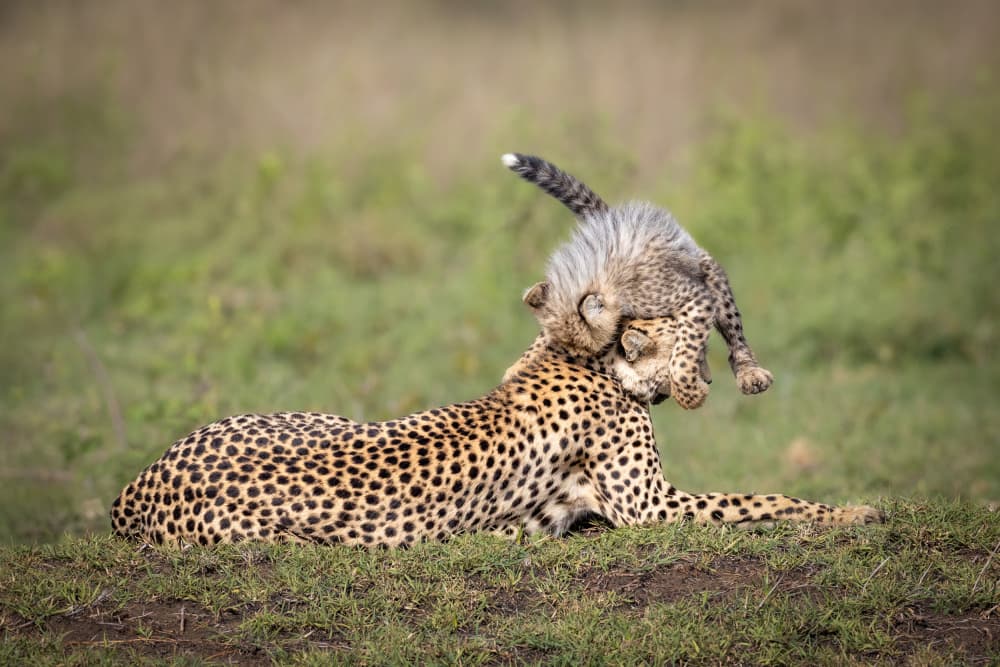 Playful Cheetah Cub by Mark Strom — canvas wall art