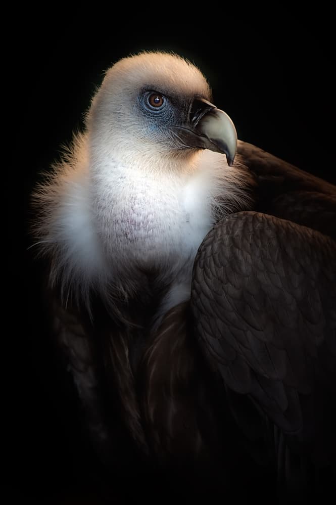 Intense Vulture Portrait by Santiago Pascual Buye — canvas wall art