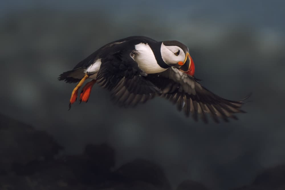 Puffin's Dynamic Flight by Qing Zhao — canvas wall art