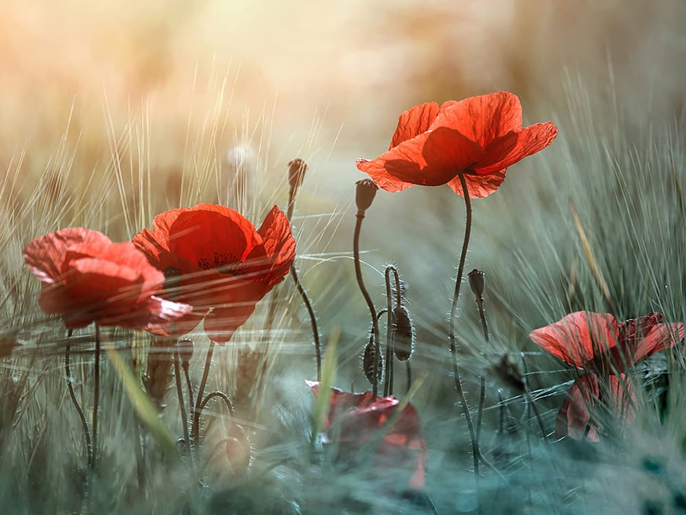 Summer Poppy Field by Panaana — canvas wall art