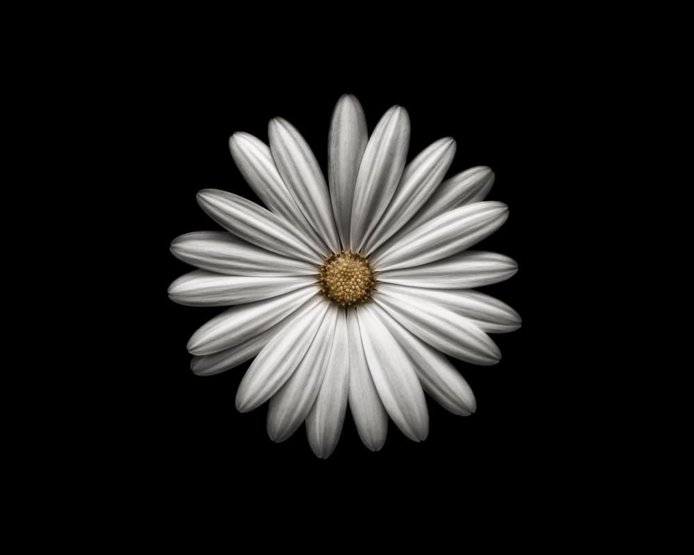 Elegant White Daisy by Lotte Grønkjær — canvas wall art