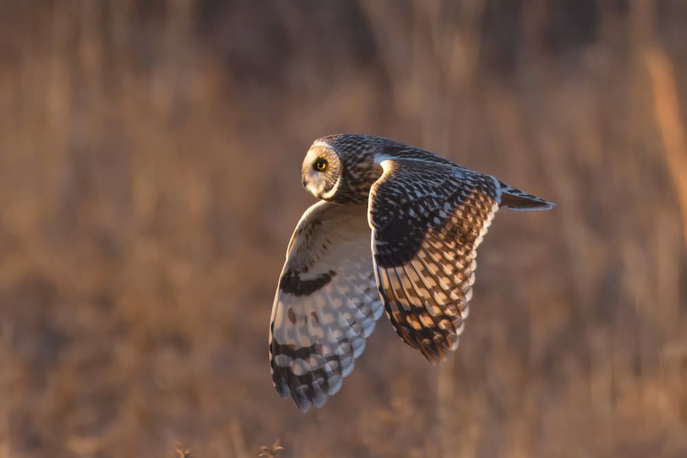 Owl's Golden Hour Flight by Gavin Lam — canvas wall art