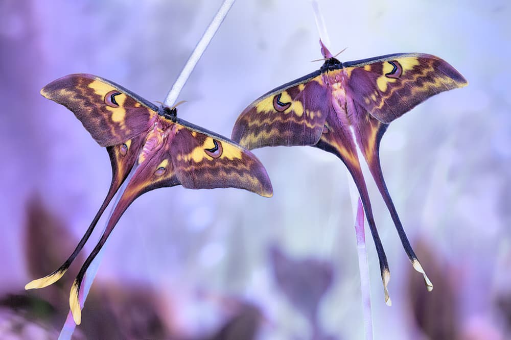 Elegant Luna Moths by Jimmy Hoffman — canvas wall art