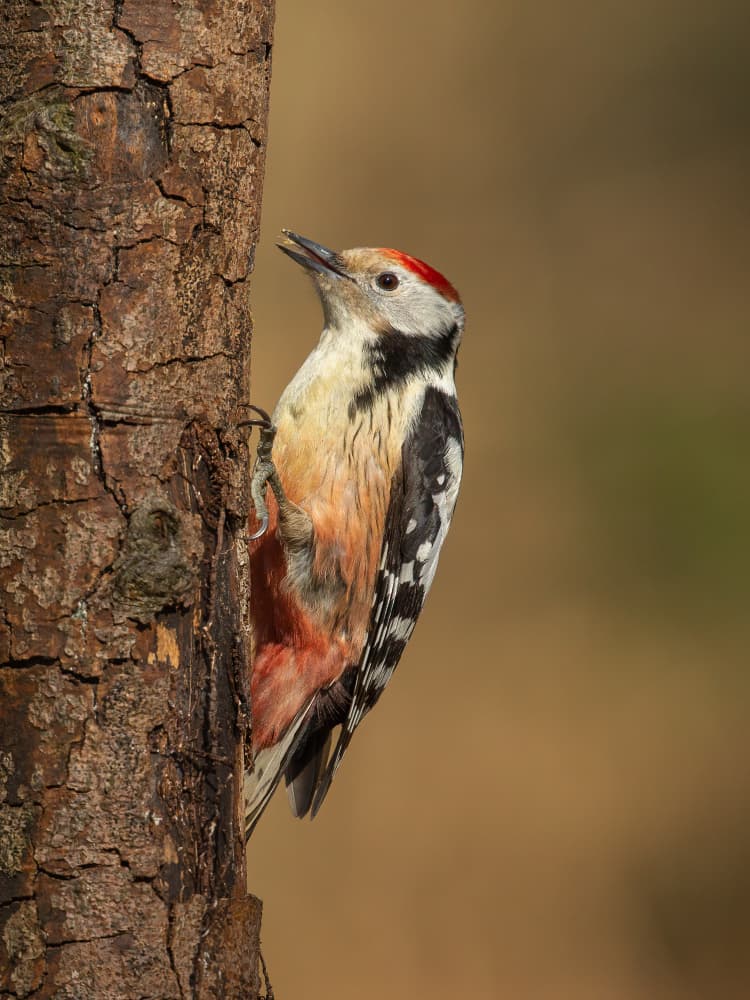 Spotted Woodpecker Perched by Annie Keizer — canvas wall art