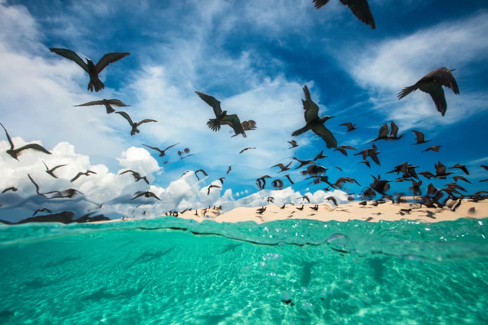 Tropical Beach Birds by Barathieu Gabriel — canvas wall art
