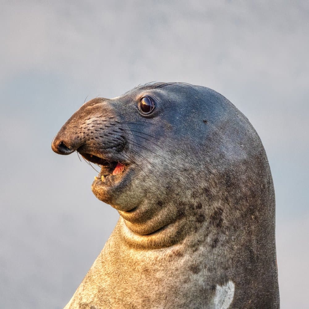 Happy Seal Face by Anchor Lee — canvas wall art