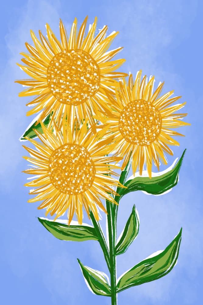 Sunny Sunflowers by Martina — canvas wall art