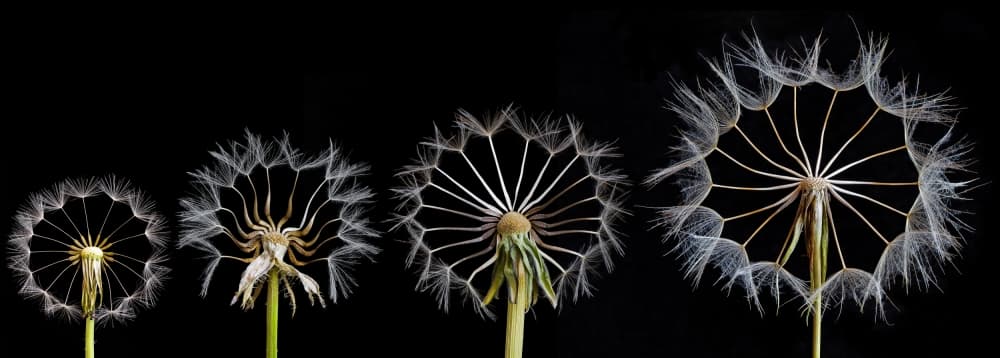 Dandelion Seed Stages by Art Lionse — canvas wall art