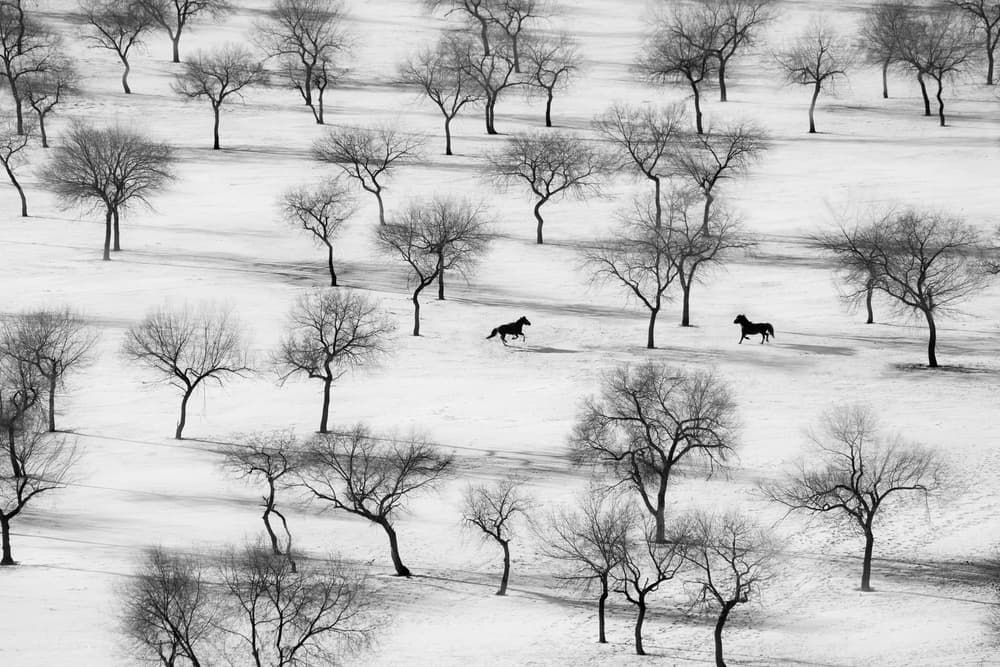 Winter Horses in Snow by Petar Sabol — canvas wall art