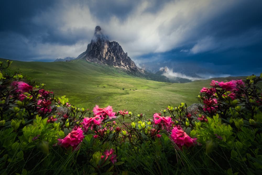 Dramatic Mountain Flowers by David Ilkovic EP AFIAP — canvas wall art