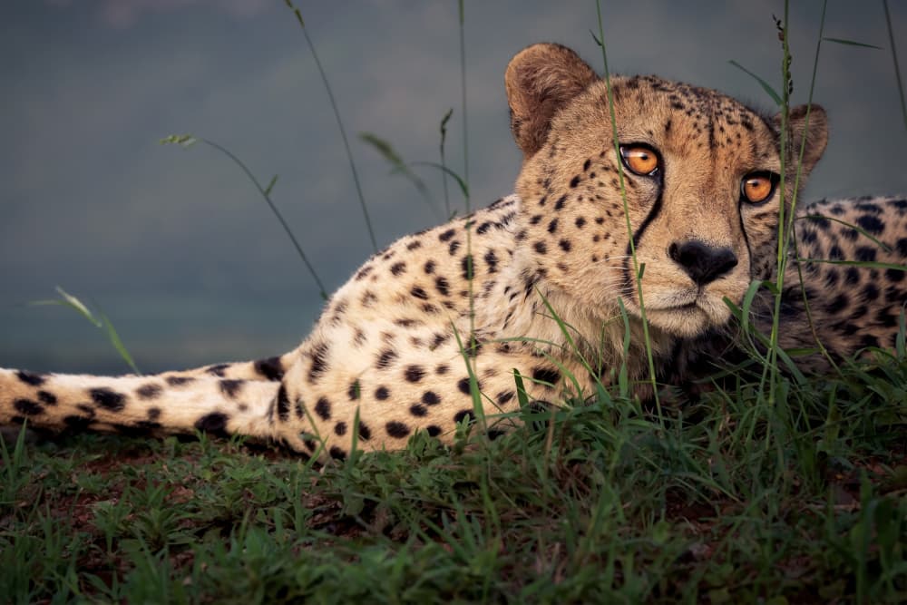 Cheetah's Golden Gaze by GENNARO DI NOTO — canvas wall art