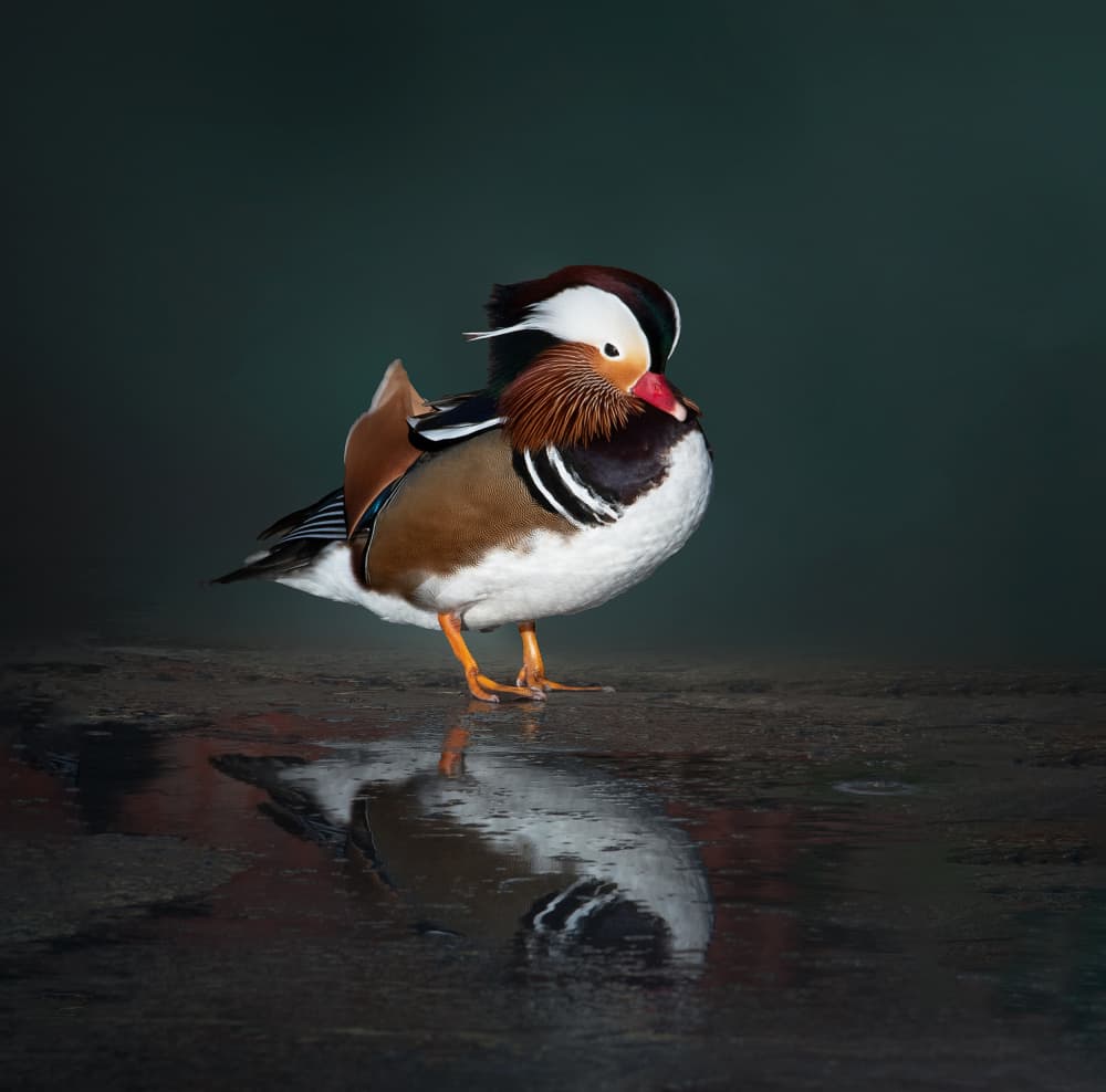 Vibrant Mandarin Reflection by Erik Engström — canvas wall art
