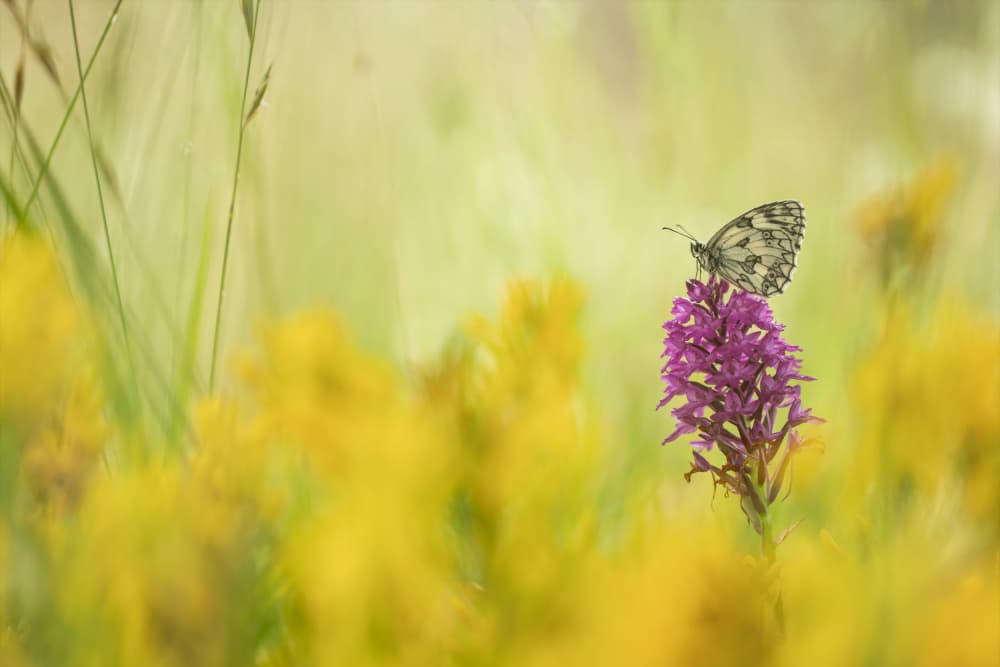 Butterfly on Wild Orchid by Daan de Vos — canvas wall art