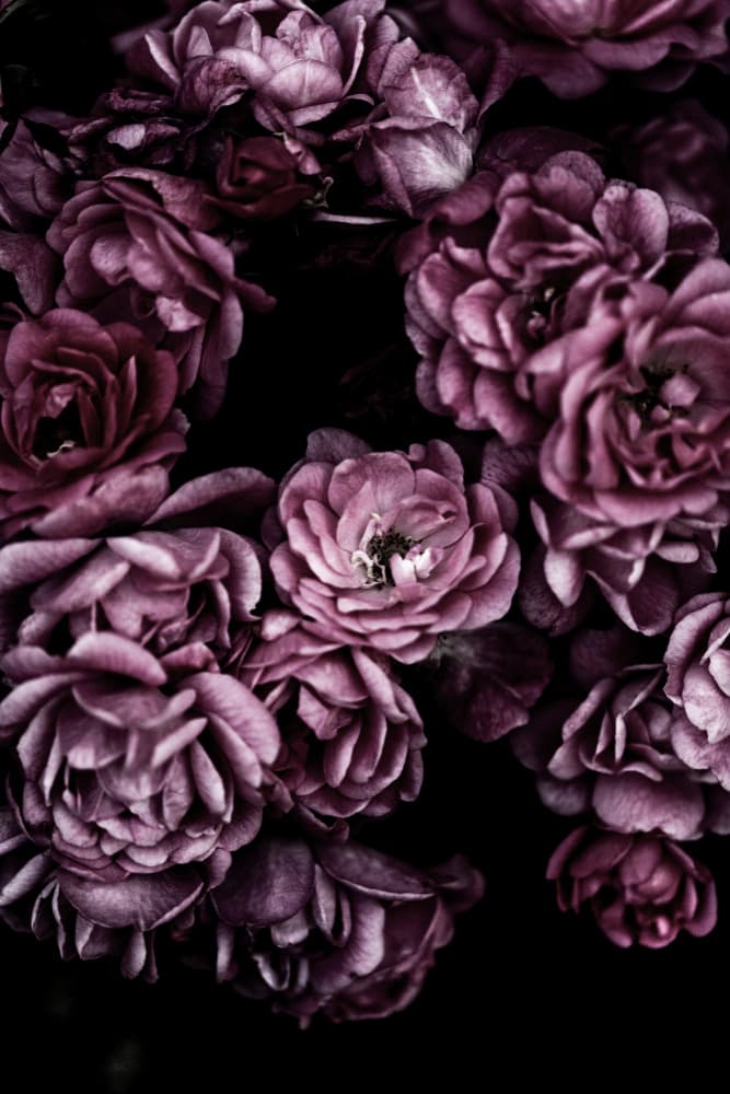 Wild Roses by Mareike Böhmer — canvas wall art