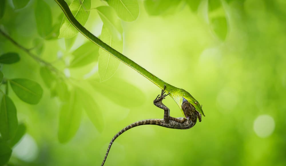 Green Snake's Feast by Vu Thien Vu — canvas wall art