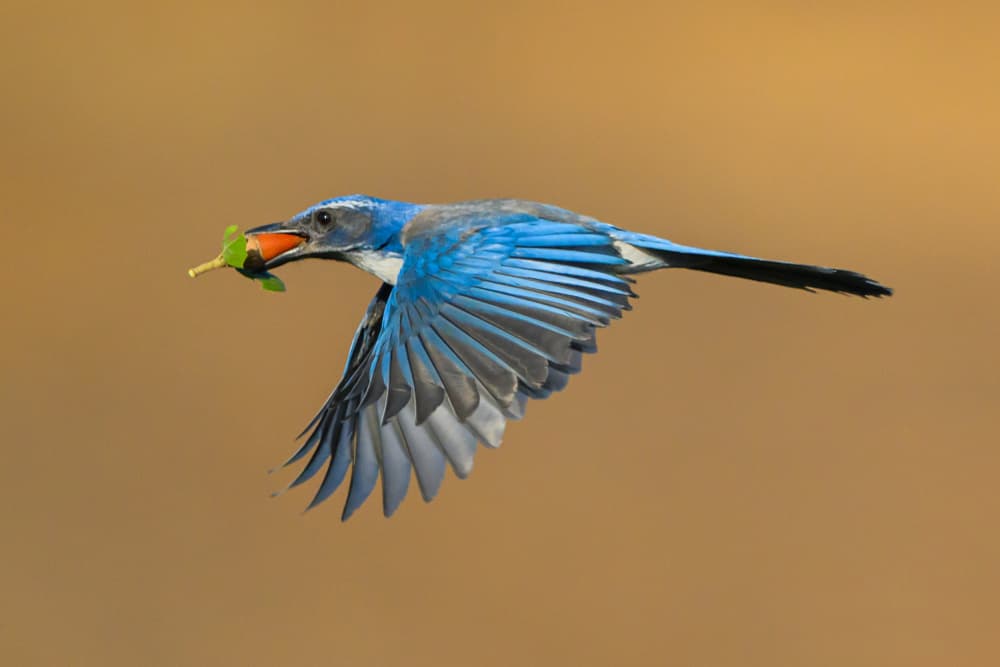 Vibrant Blue Jay Flight by Moses Wang — canvas wall art