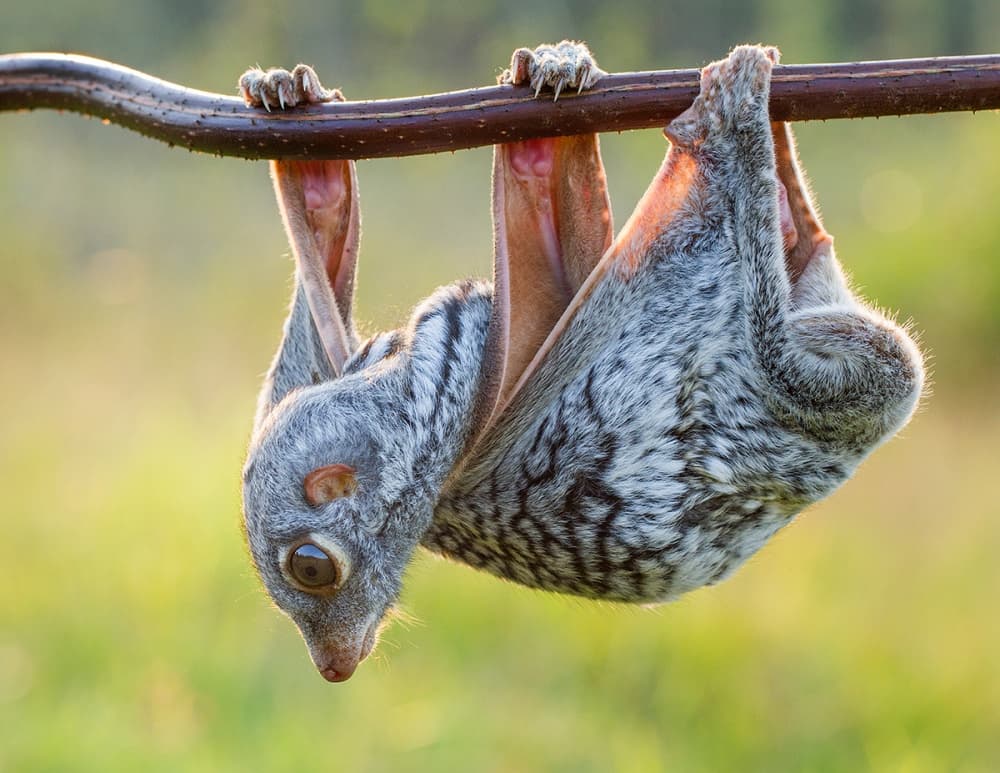 Upside Down Flying Lemur by Hendy Mp — canvas wall art